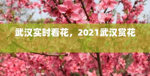 武汉实时看花，2021武汉赏花 