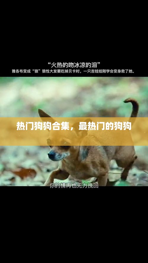 热门狗狗合集，最热门的狗狗 