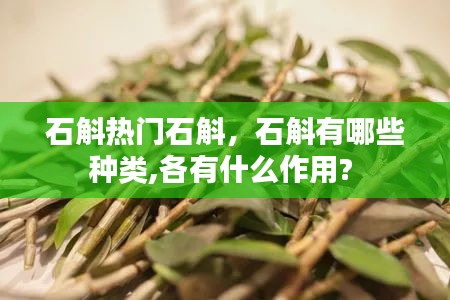石斛热门石斛，石斛有哪些种类,各有什么作用? 