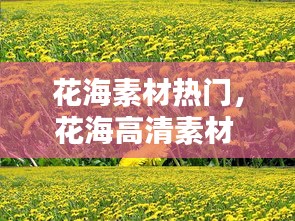 花海素材热门，花海高清素材 