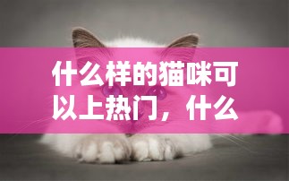 什么样的猫咪可以上热门，什么样的猫可以遛 