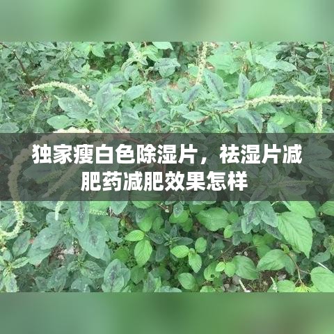 独家瘦白色除湿片，祛湿片减肥药减肥效果怎样 
