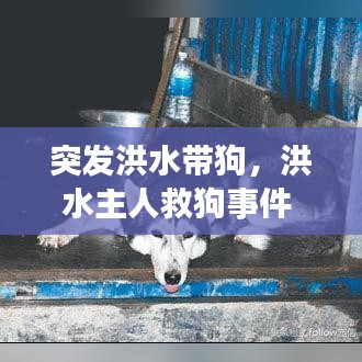 突发洪水带狗，洪水主人救狗事件 