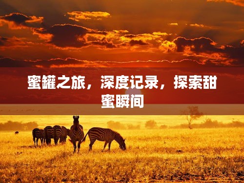蜜罐之旅，深度记录，探索甜蜜瞬间