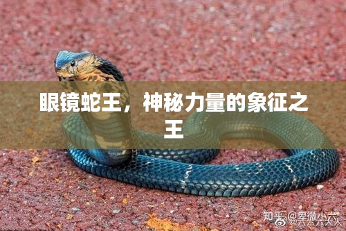 眼镜蛇王，神秘力量的象征之王