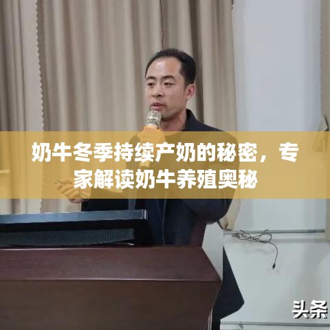 奶牛冬季持续产奶的秘密，专家解读奶牛养殖奥秘