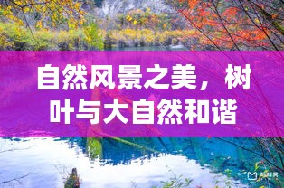 自然风景之美，树叶与大自然和谐旋律的和谐探索图片