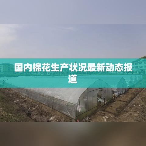 国内棉花生产状况最新动态报道
