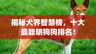 揭秘犬界智慧榜，十大最聪明狗狗排名！