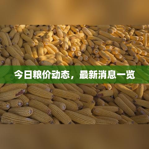 今日粮价动态，最新消息一览