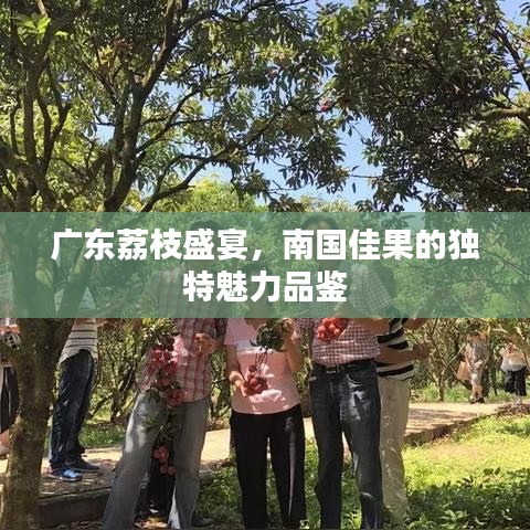 广东荔枝盛宴，南国佳果的独特魅力品鉴