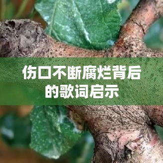 伤口不断腐烂背后的歌词启示