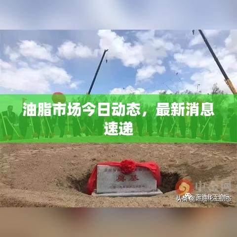 油脂市场今日动态，最新消息速递